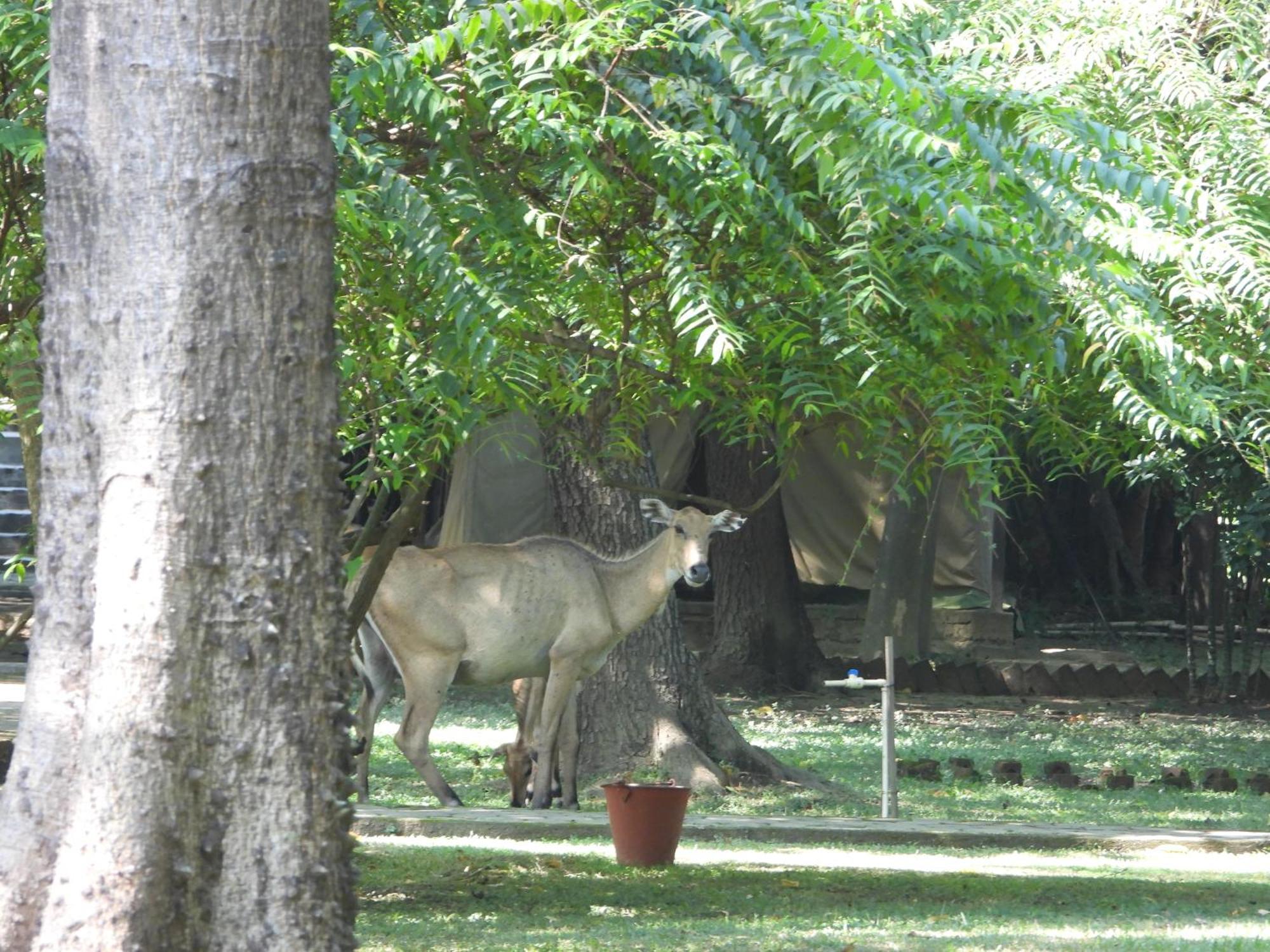 Lumbini Buddha Garden Resort Exterior foto