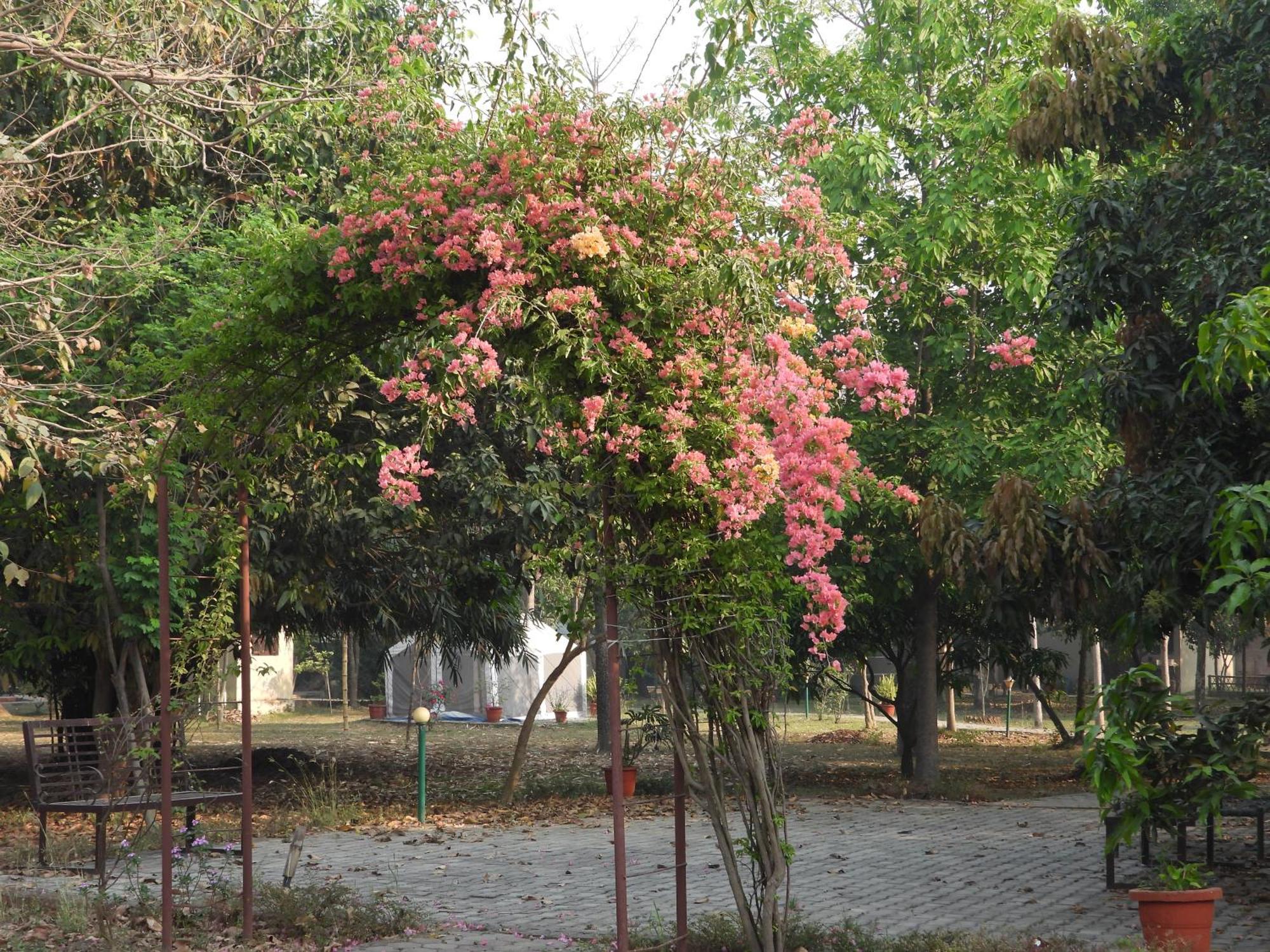 Lumbini Buddha Garden Resort Exterior foto